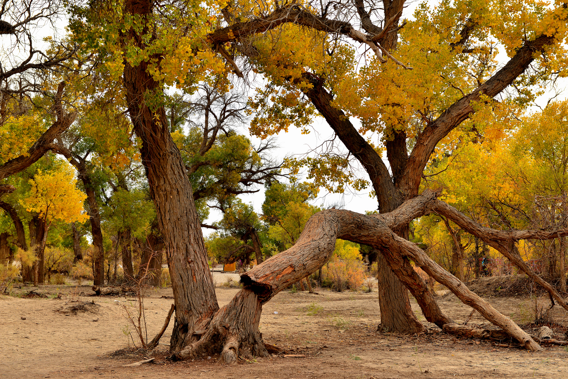 夏日闪光旅行家# 暑假,打卡青海格尔木胡杨林——一起来看大漠中的
