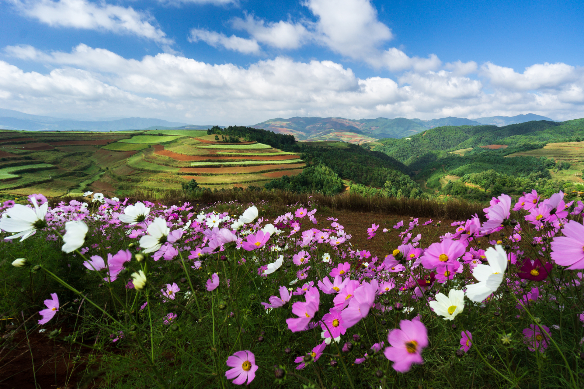 我的2021故事#这也是必须去的赏花之地,金堂鲜花山谷是成都首批18个