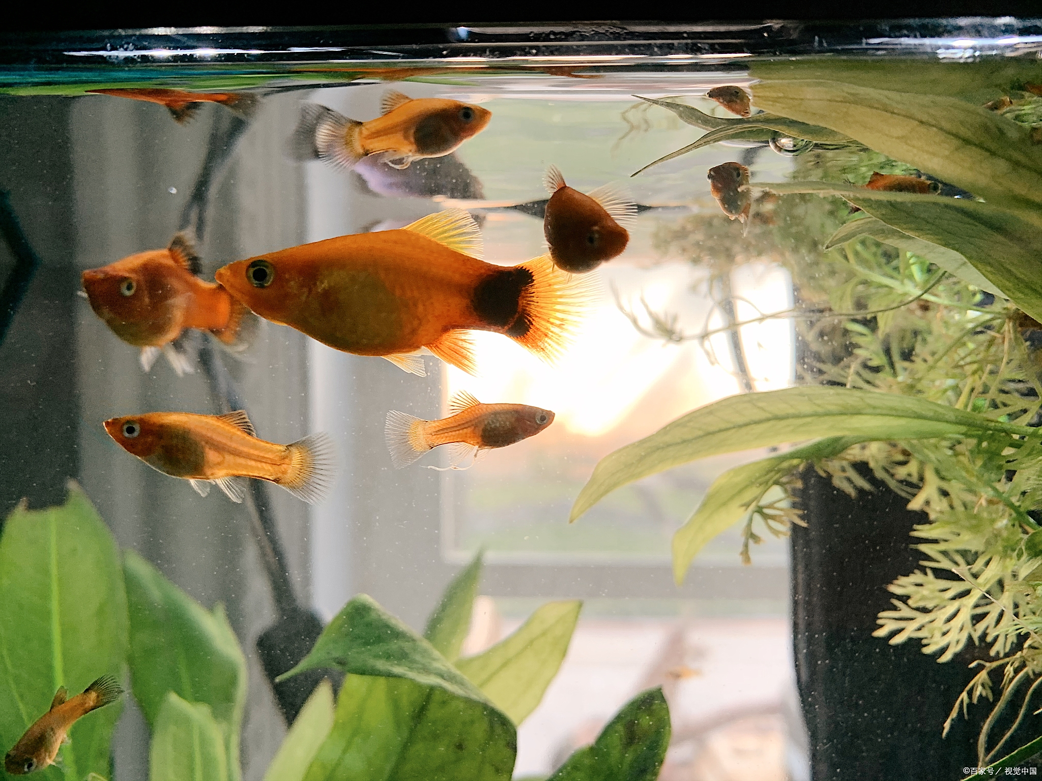 为什么养鱼双数是大忌