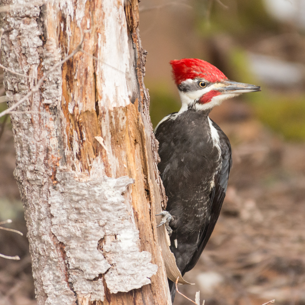 啄木鸟的主要食物之一是昆虫,尤其是那些寄生在树木中并损害树木的