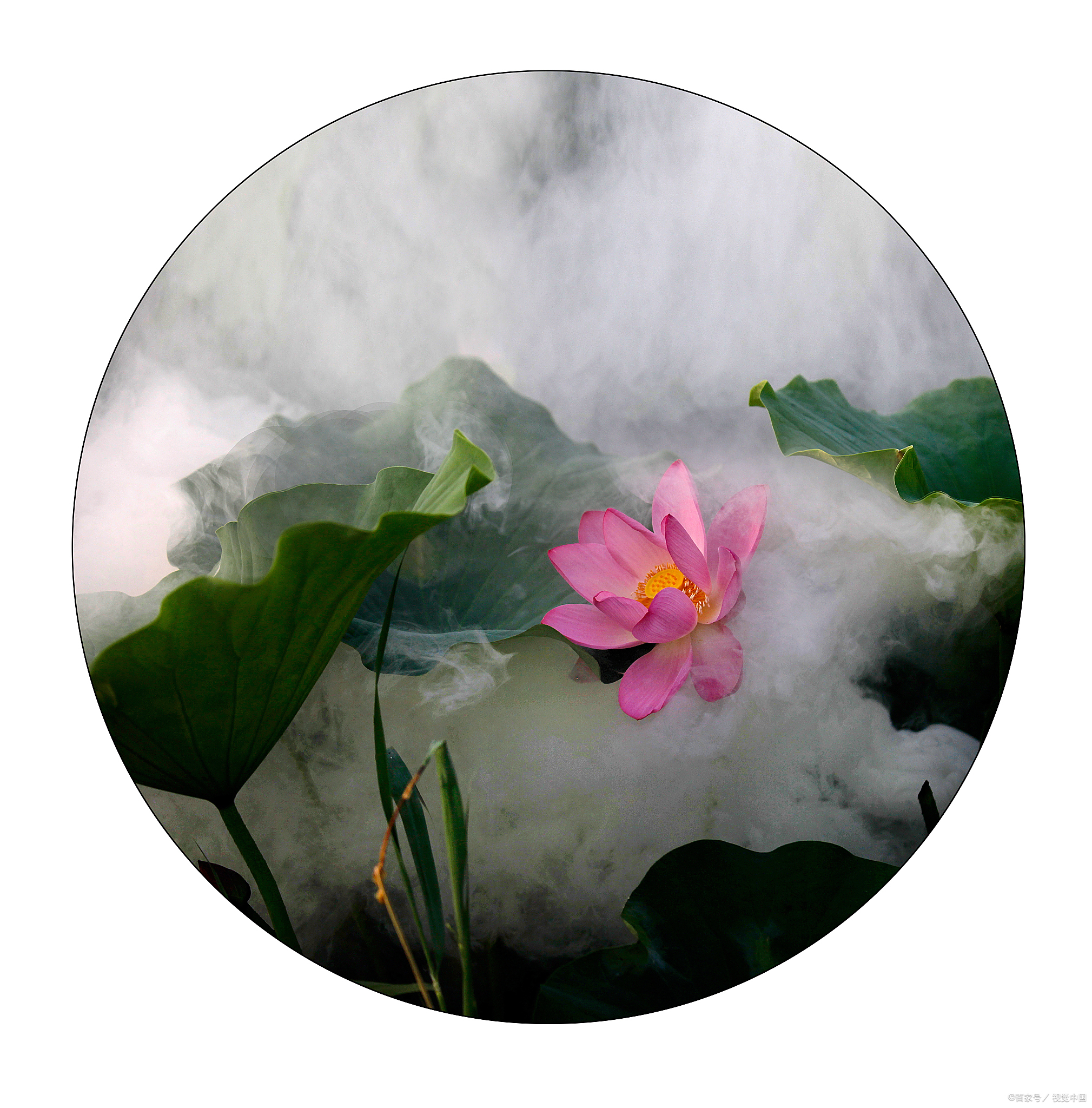 荷花头像代表什么意思