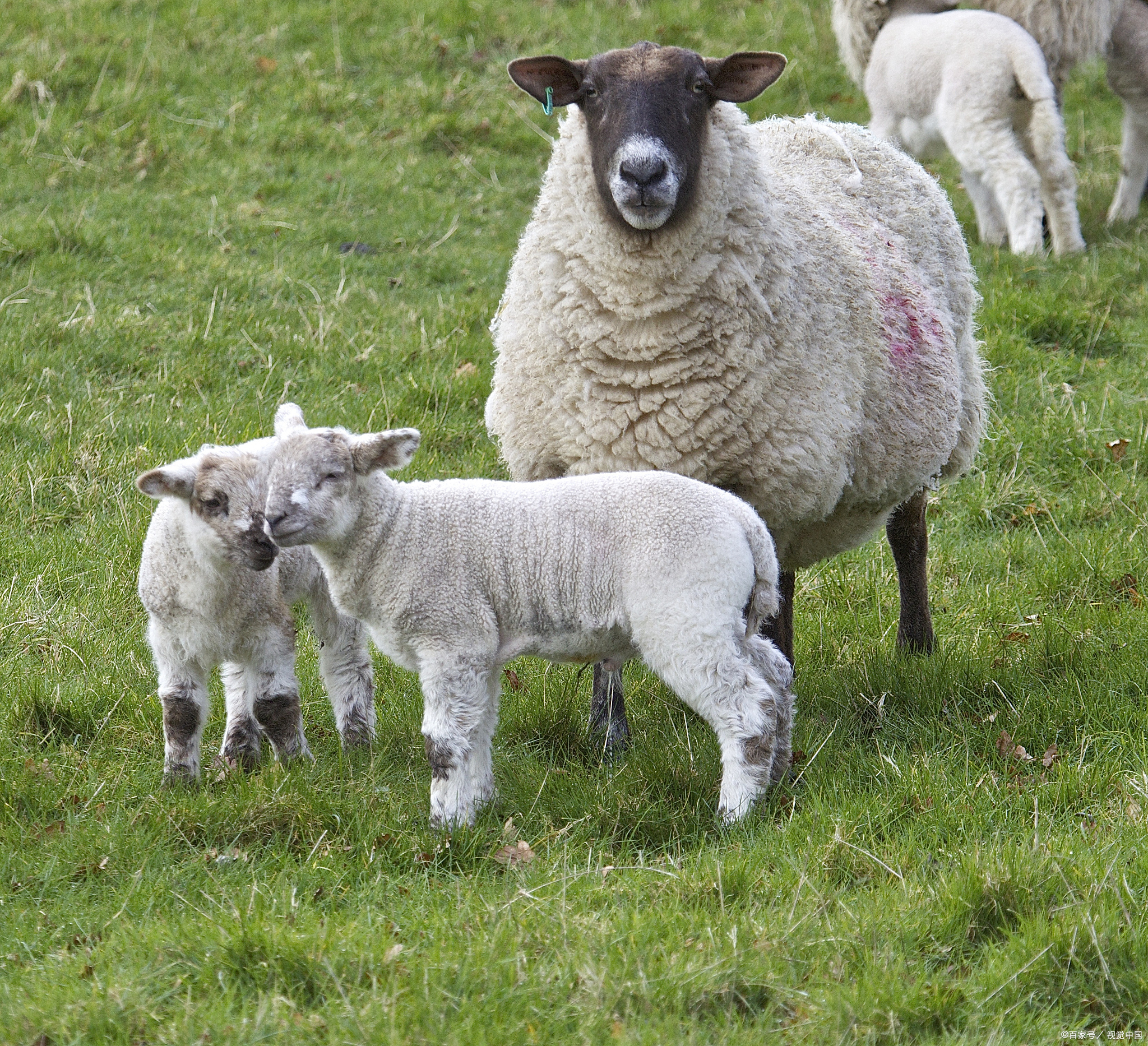 为什么羊没能成为人类的宠物?