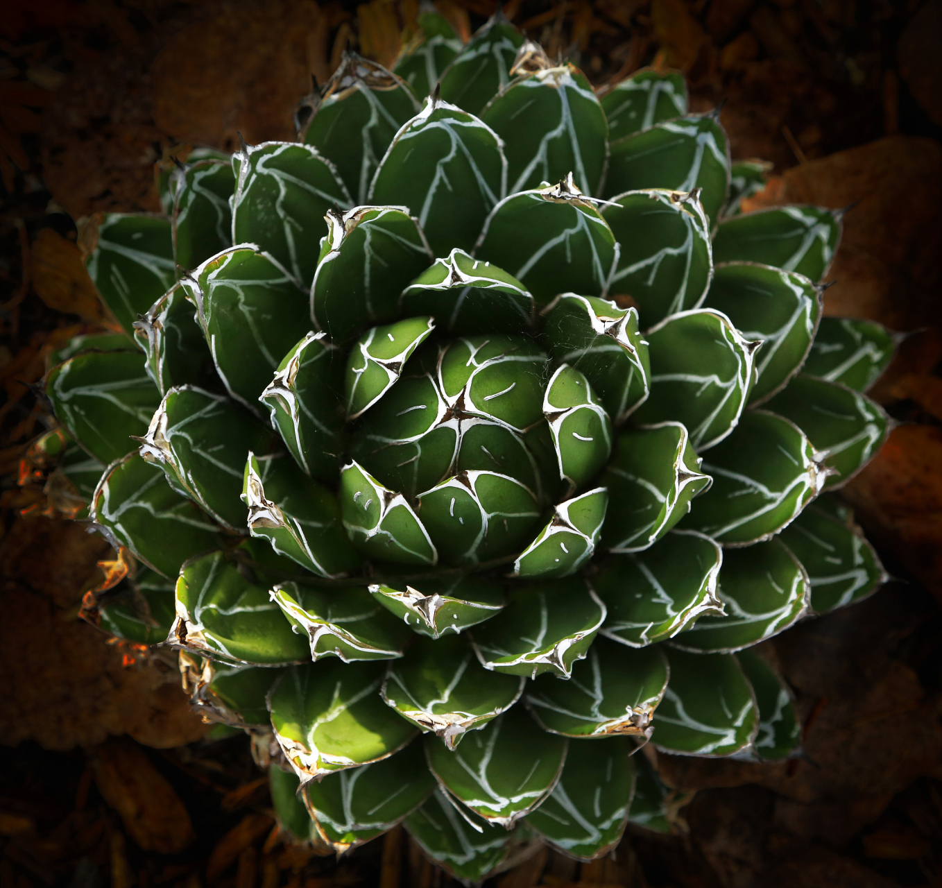 十大最漂亮的多肉植物  11566 紫珍珠:紫珍珠是多肉植物中的一种