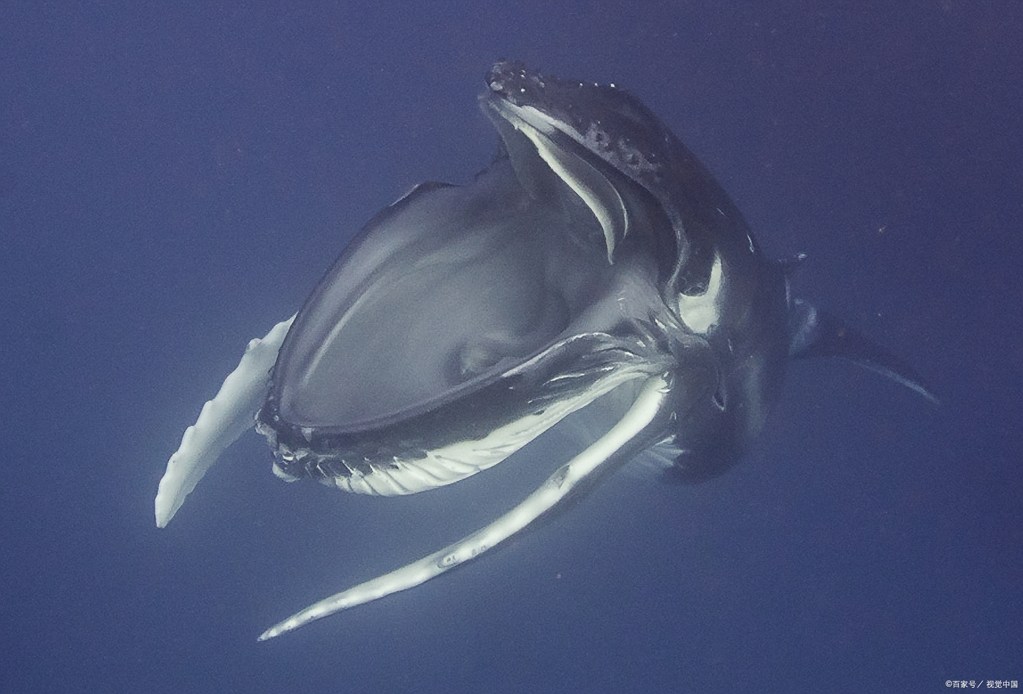 翻车鱼为什么叫翻车鱼?有两种解释