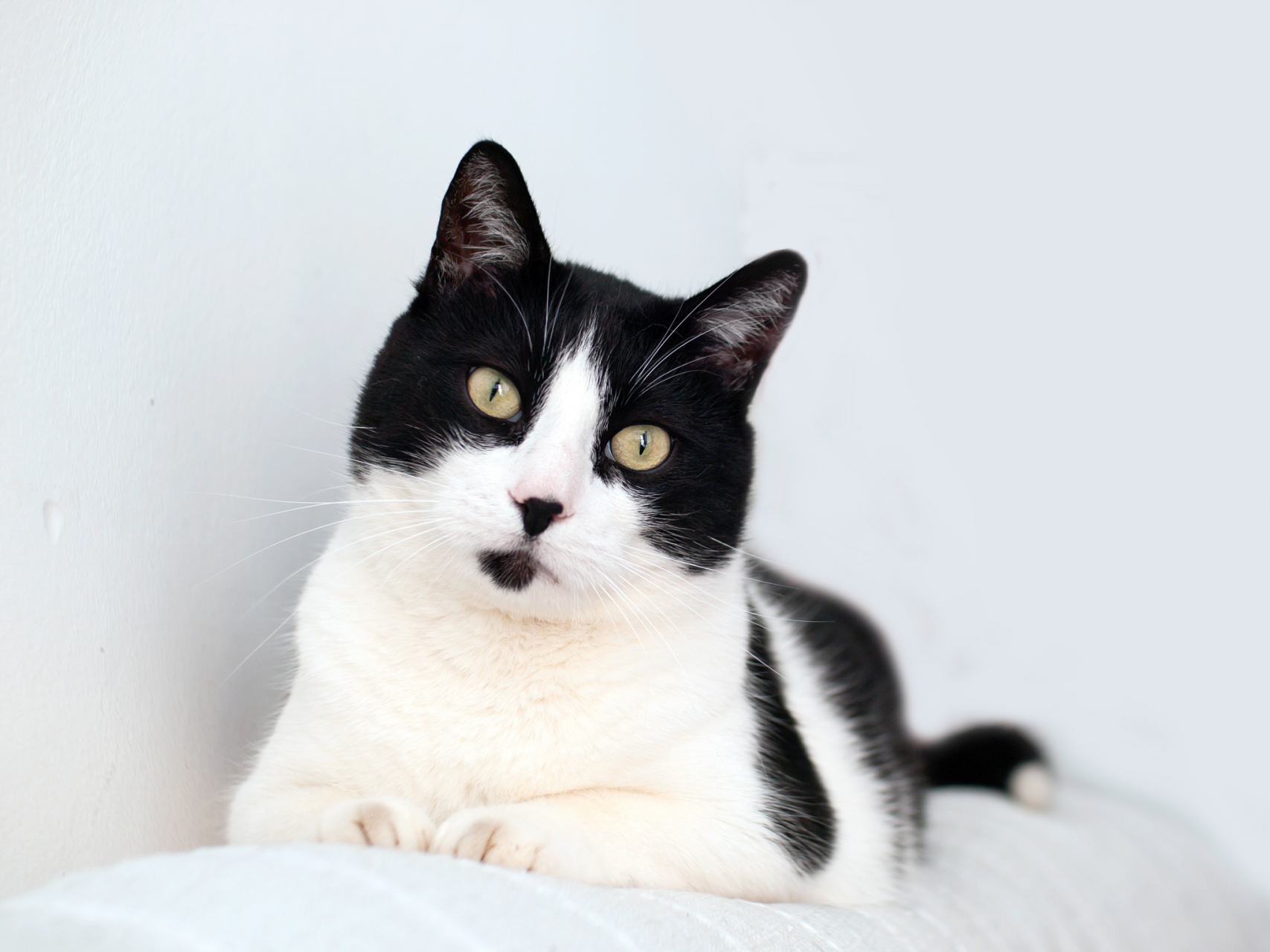 奶牛猫,因其毛色如同牛奶而得名; 通常具有白色的短毛和圆润的身体