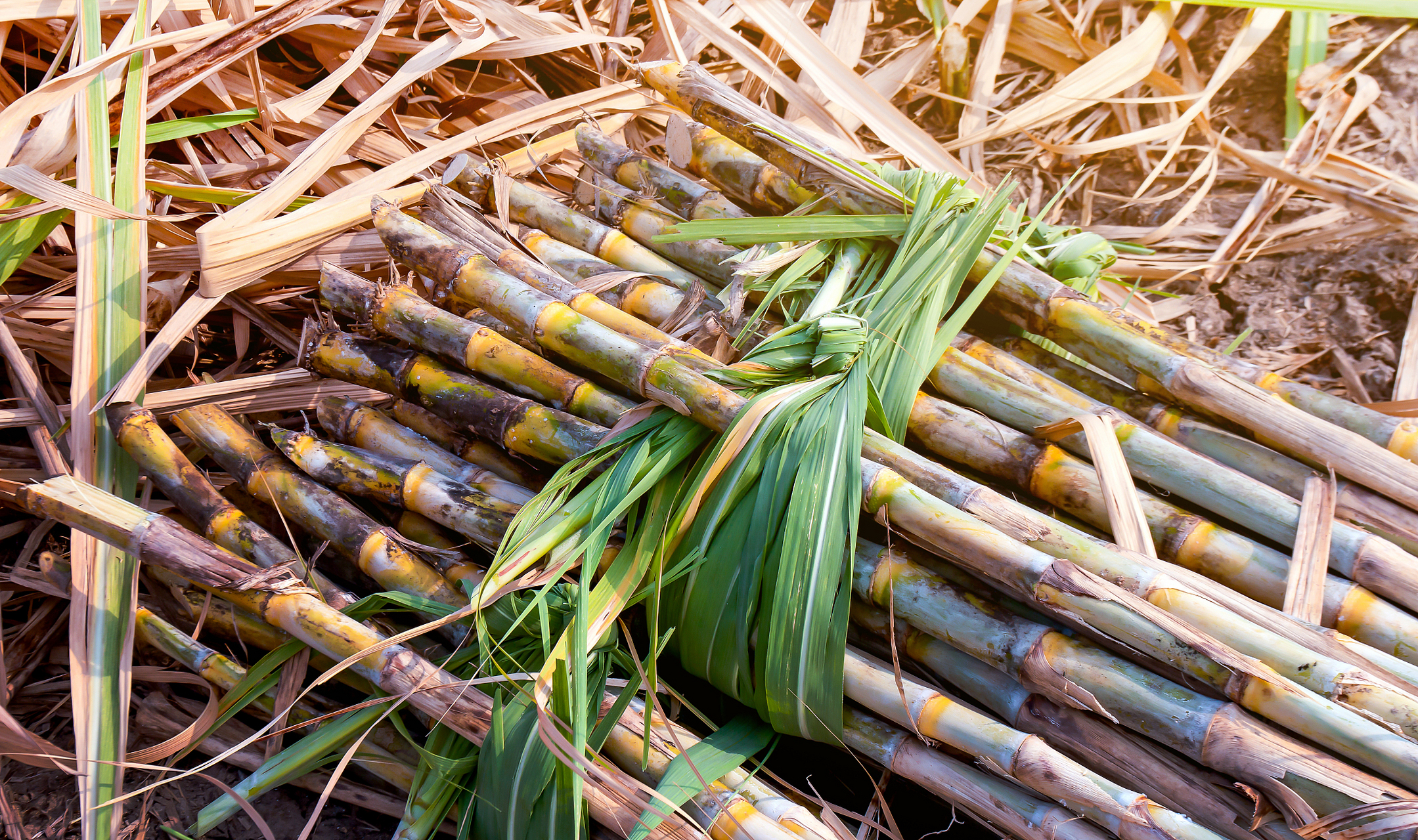 有利于田间作业,7月下半月以及8月上半月巴西主要产糖区的甘蔗压榨量