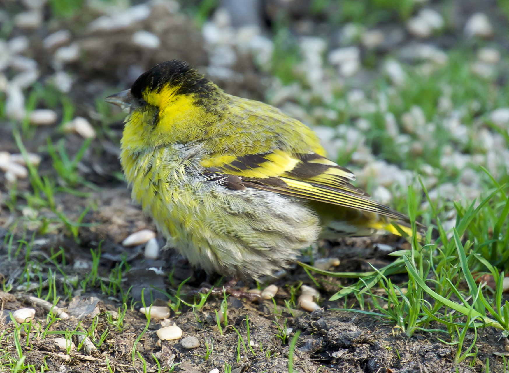 黄雀又名黄鸟,金雀,芦花黄雀,属雀形目,雀科.