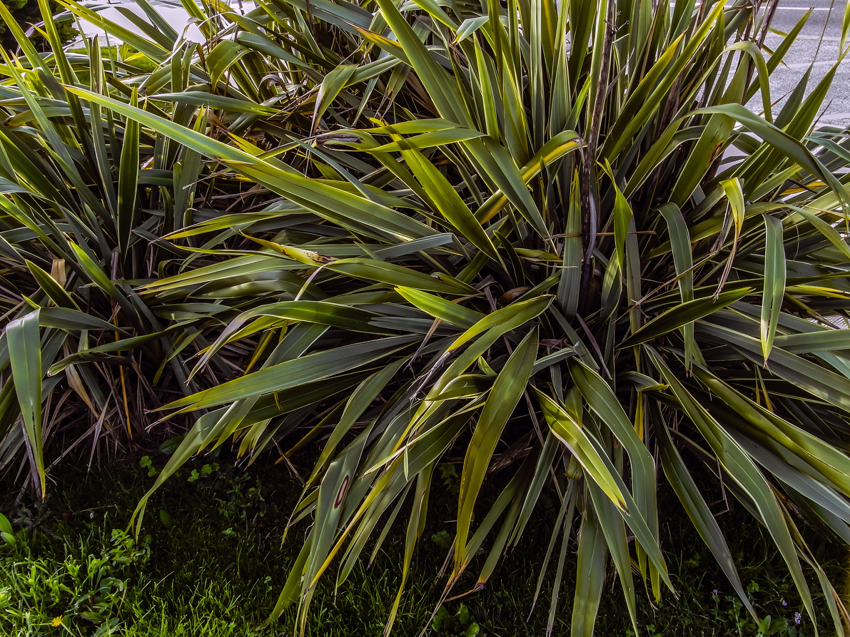 千年木,又称为龙血树,是一种常见的室内观叶植物.
