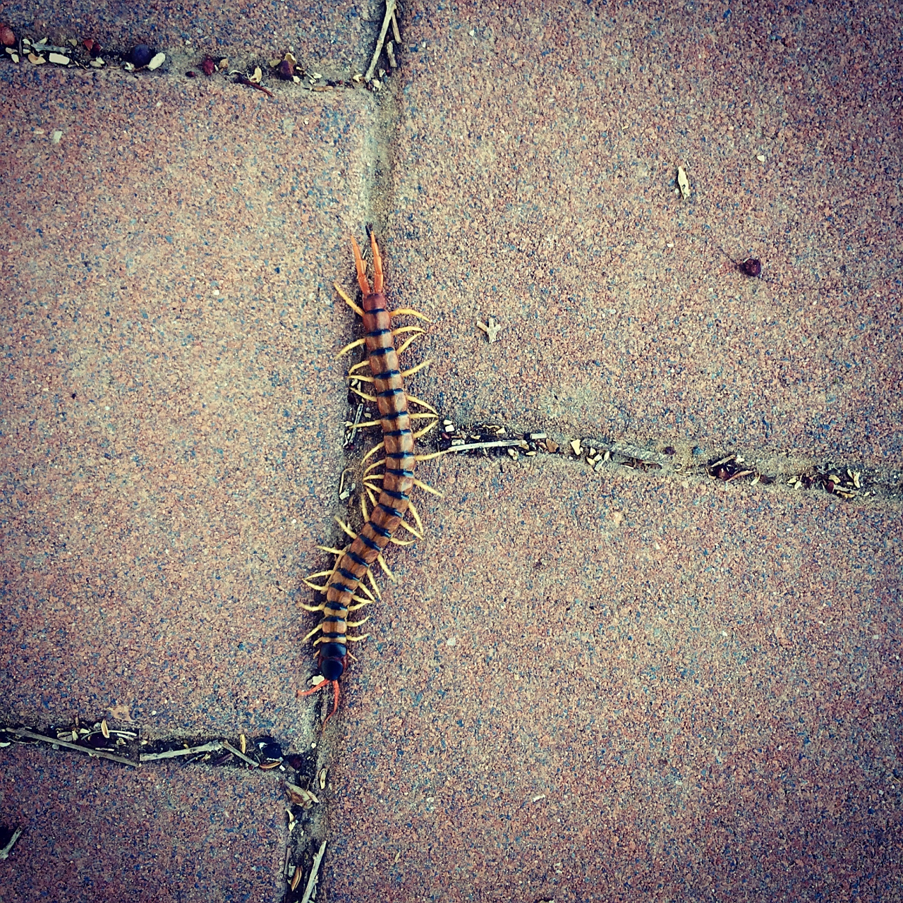 近日网上都在报道"成都升温千足虫满街爬",但是对人