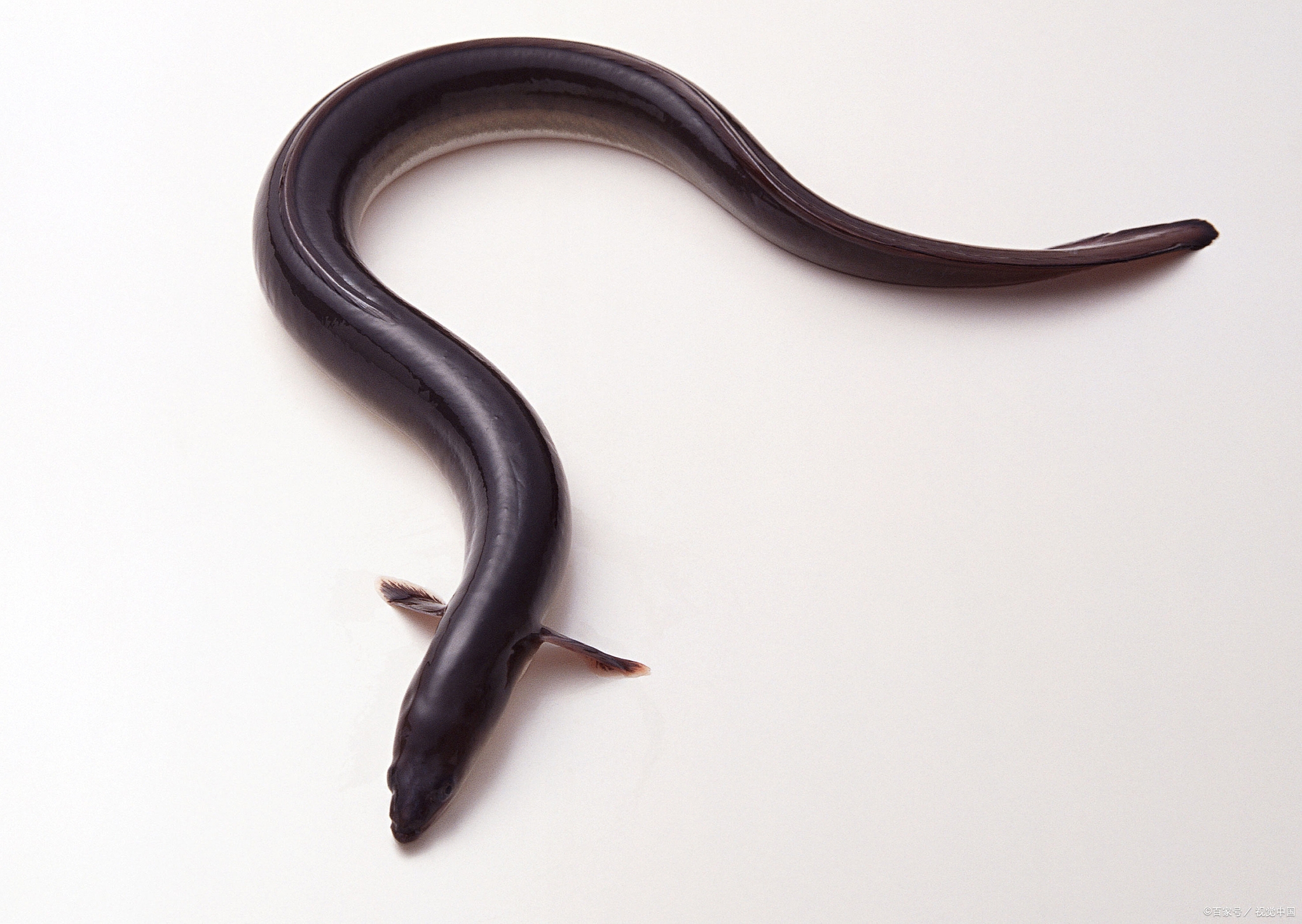 鳝鱼高效养殖方法,鳝鱼养殖的效益主要来自于两个方面