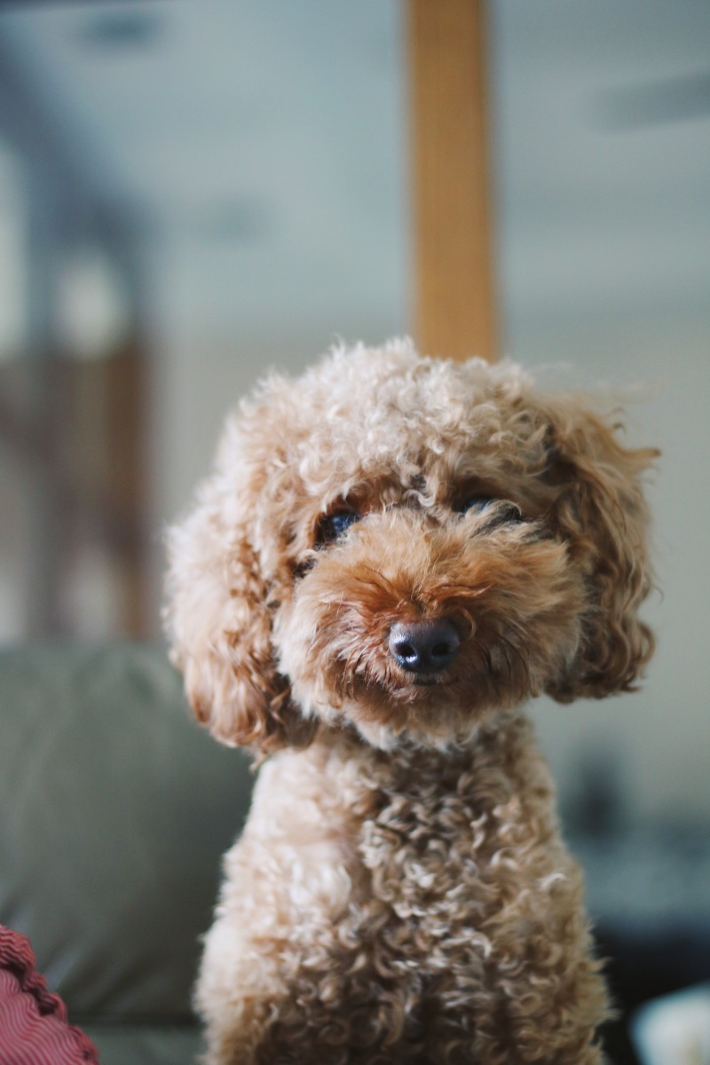 贵宾犬手机壁纸图片