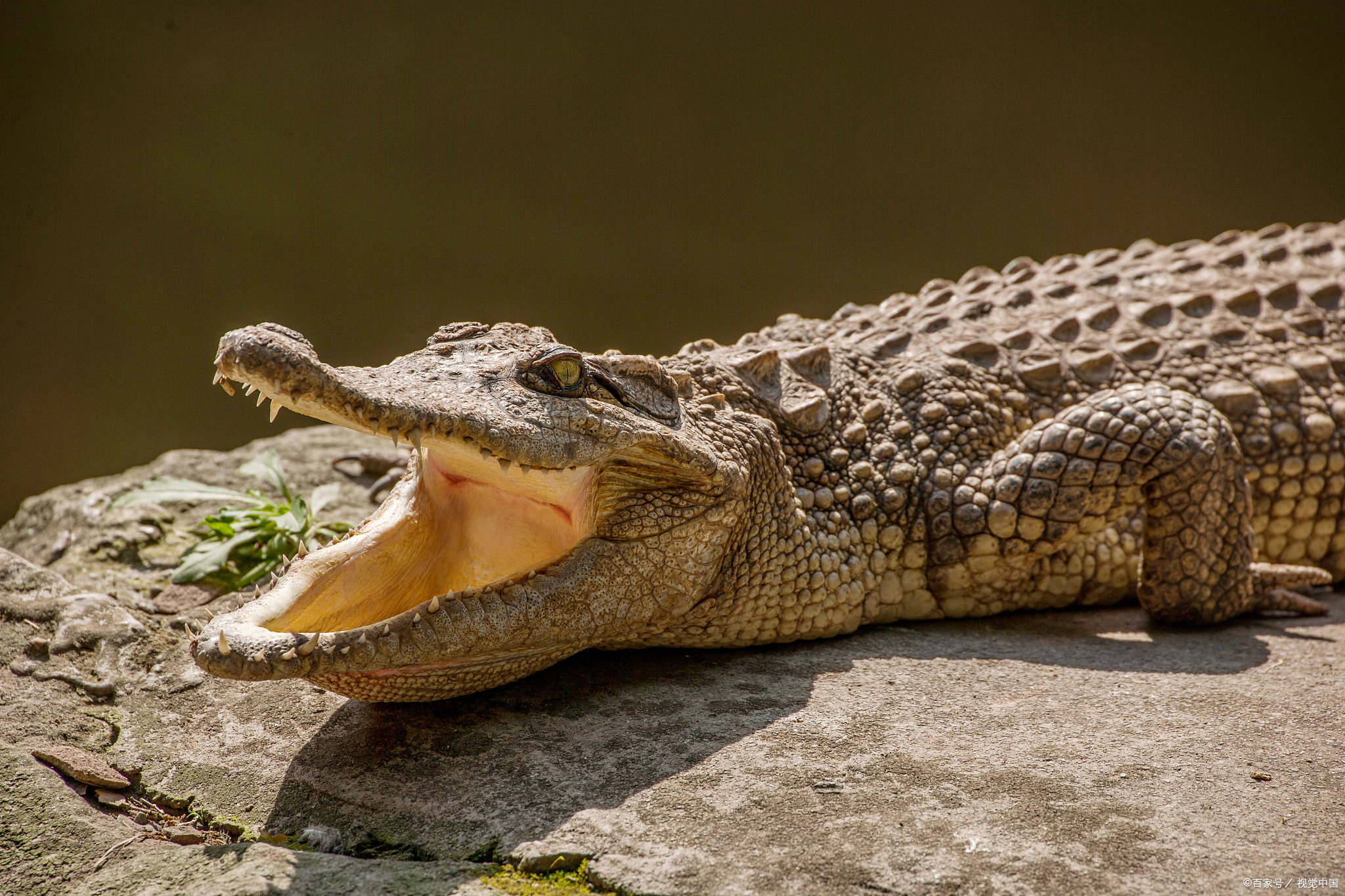 爱马仕berkin30 鳄鱼什么颜色好看