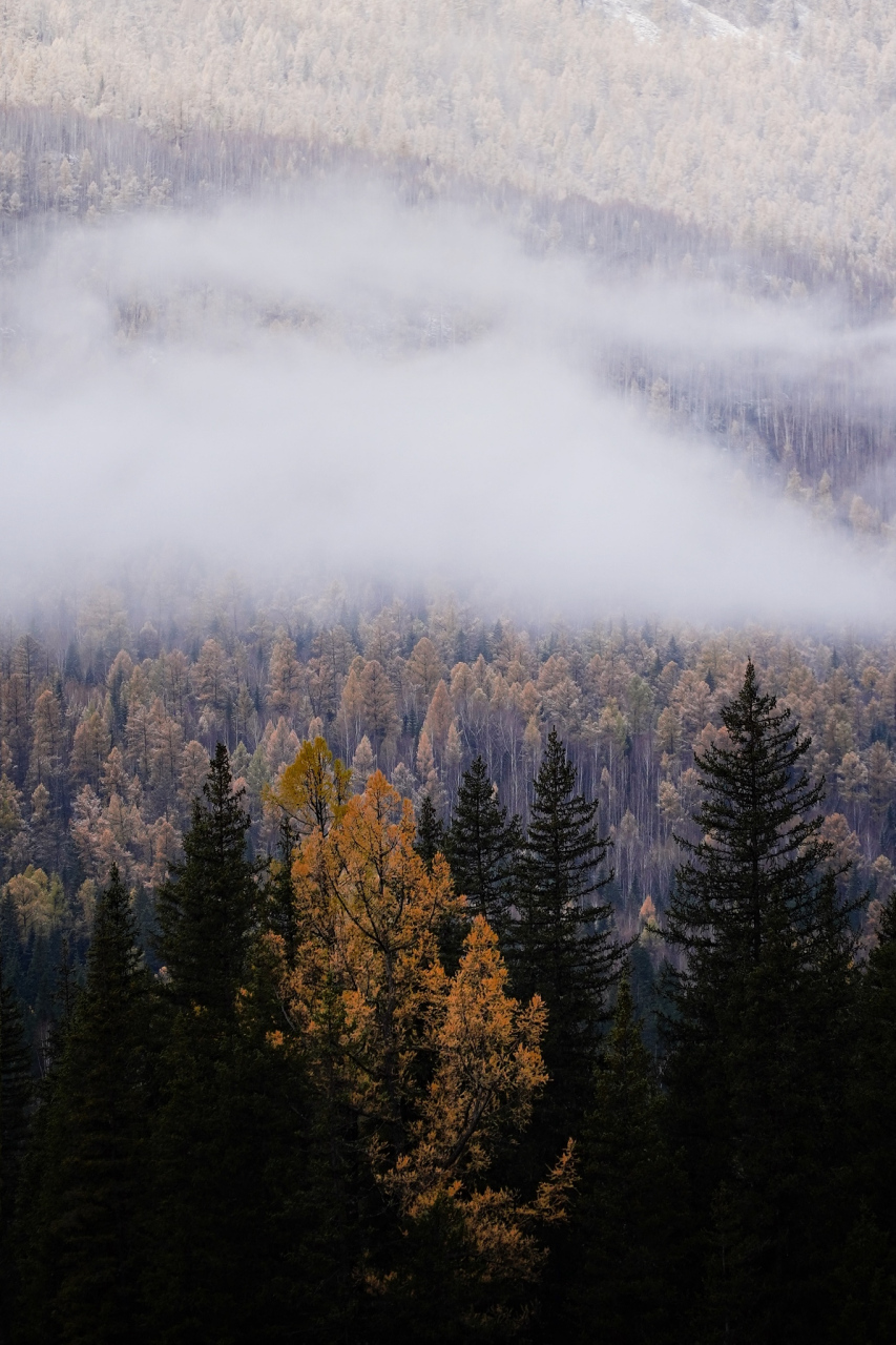 秋天的雾可以营造出神秘的氛围,用手机拍摄时,可以尝试以下构图技巧