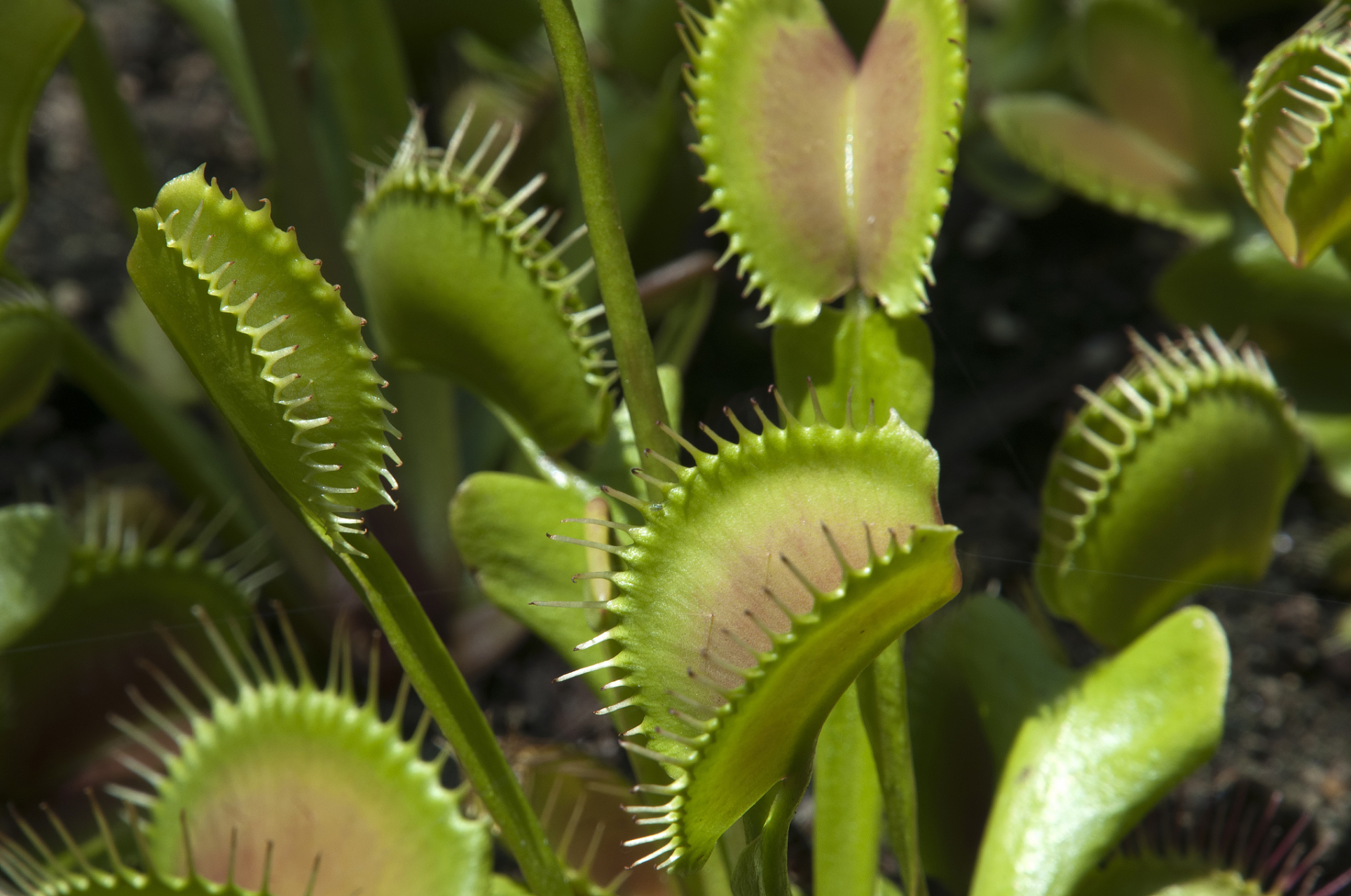 神奇的植物世界:植物也能吃肉?世界上最著名的3種食肉植物盤點!