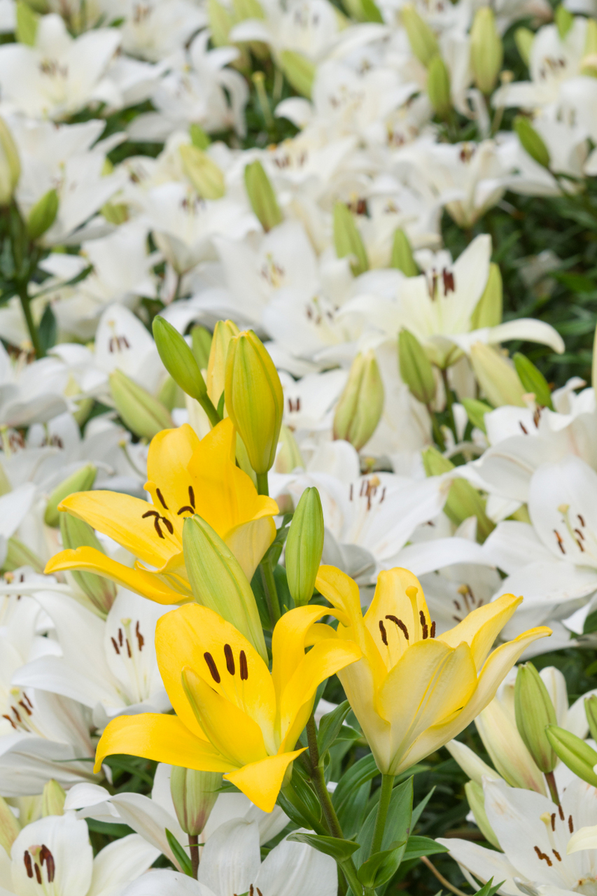 黄百合花的寓意  黄百合花通常寓意着财富,高贵,感激和快乐,同时也