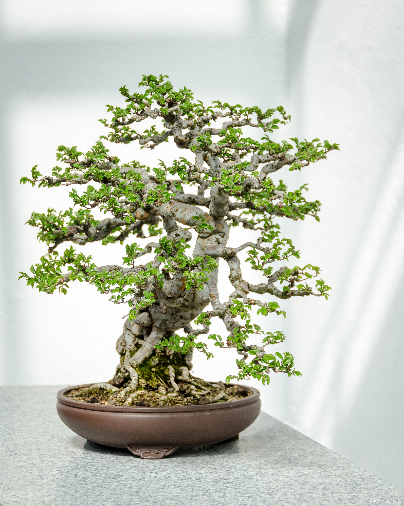 朴树盆景的制作与养护