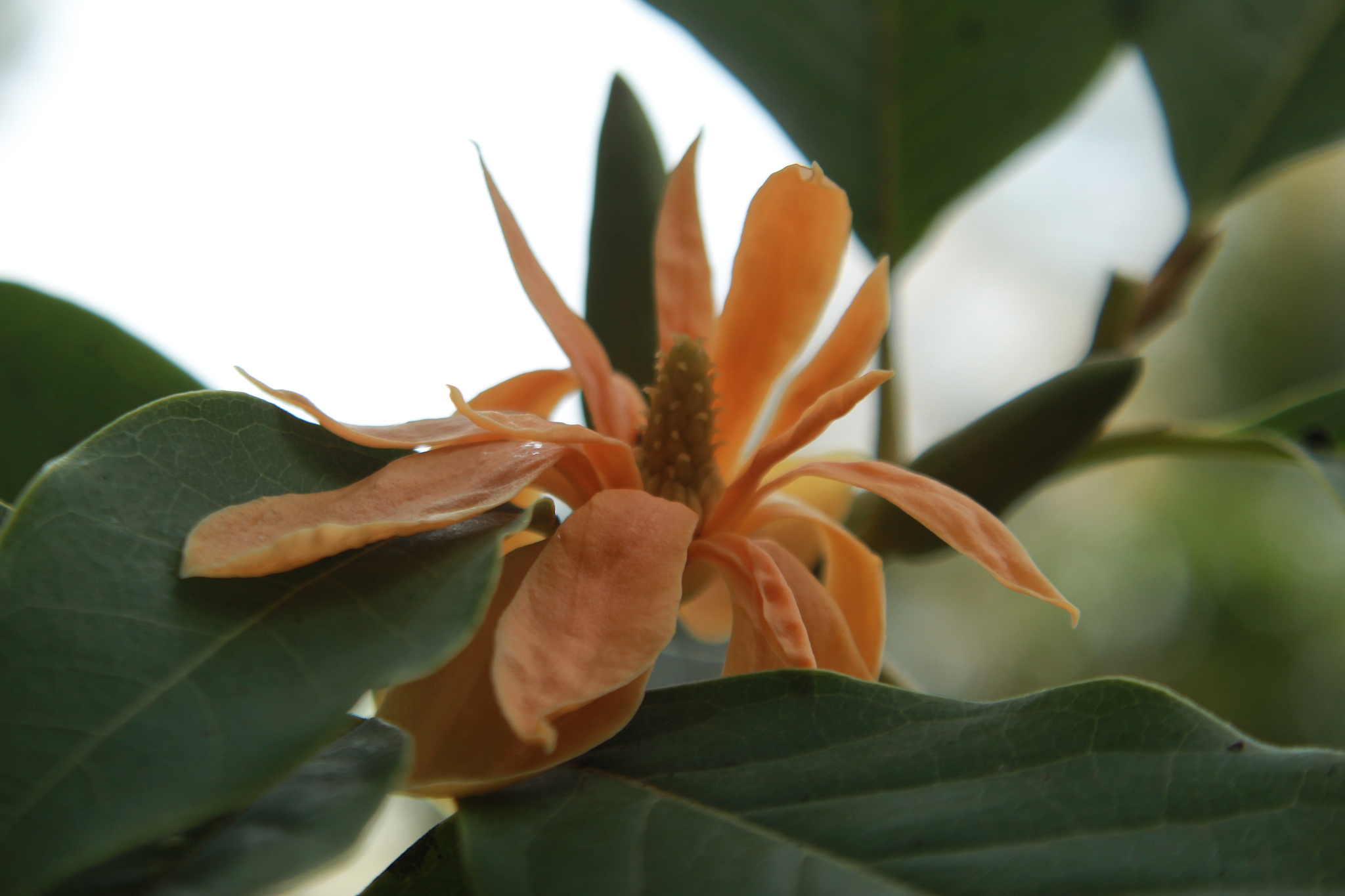 厚朴花的喜肥习性与生长规律