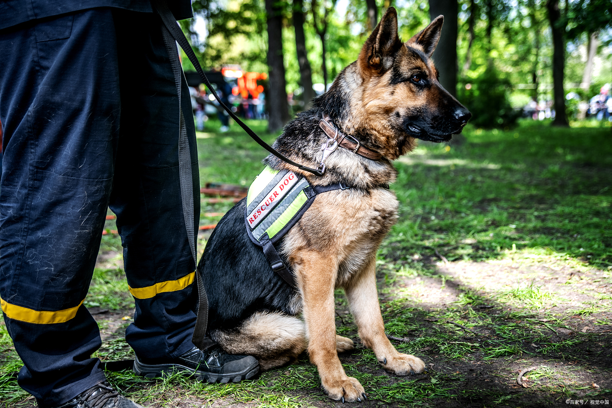 了解部队退役军犬的去向和处理方式