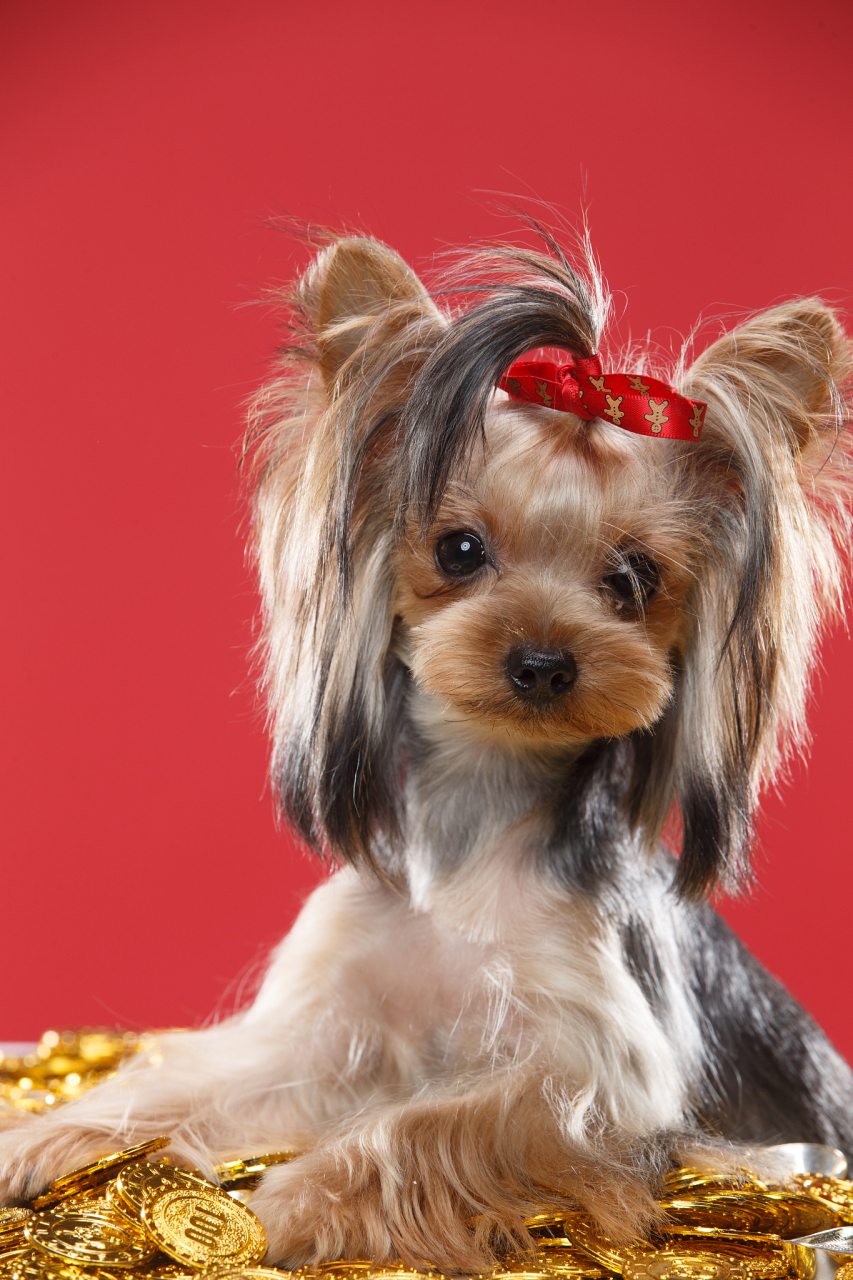 约克夏犬# 是一种源自英国约克夏地区的小型犬,拥有100多年的历 ..