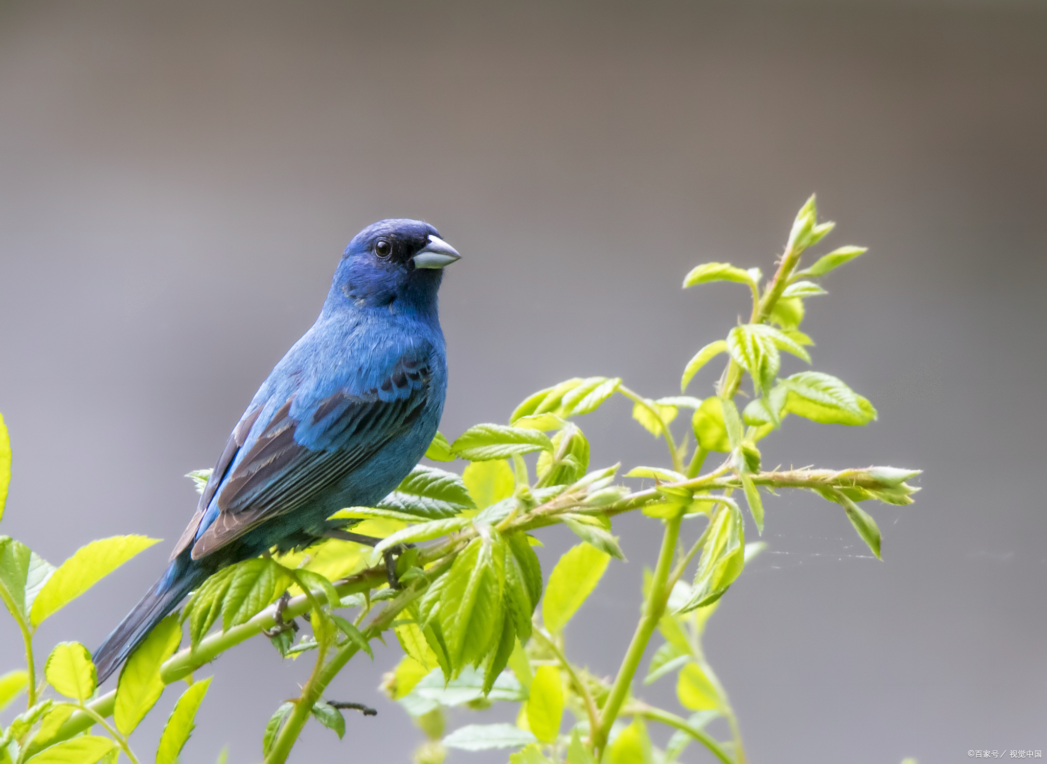 笼养蓝歌鸲为什么不叫?