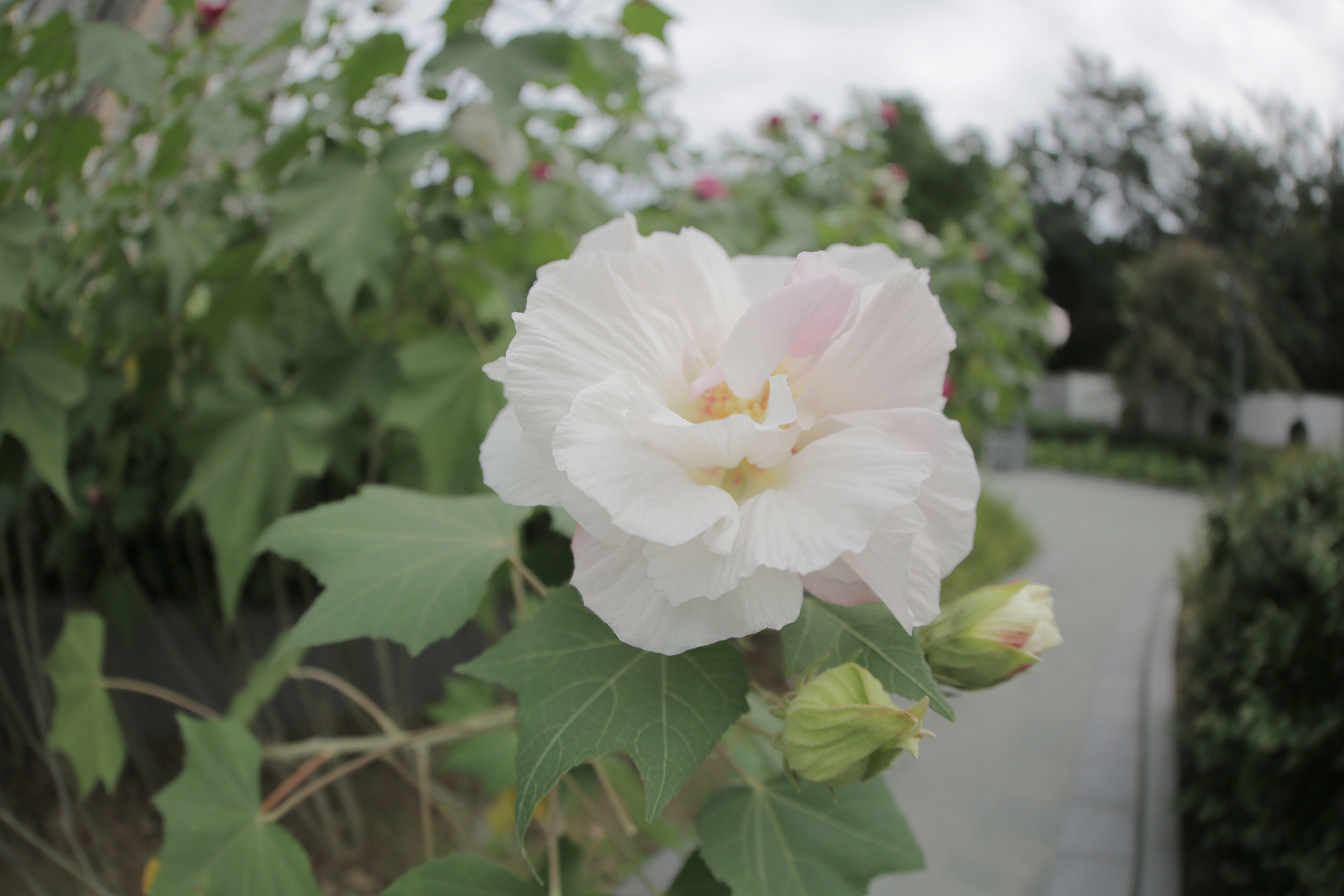 拒霜花花语图片