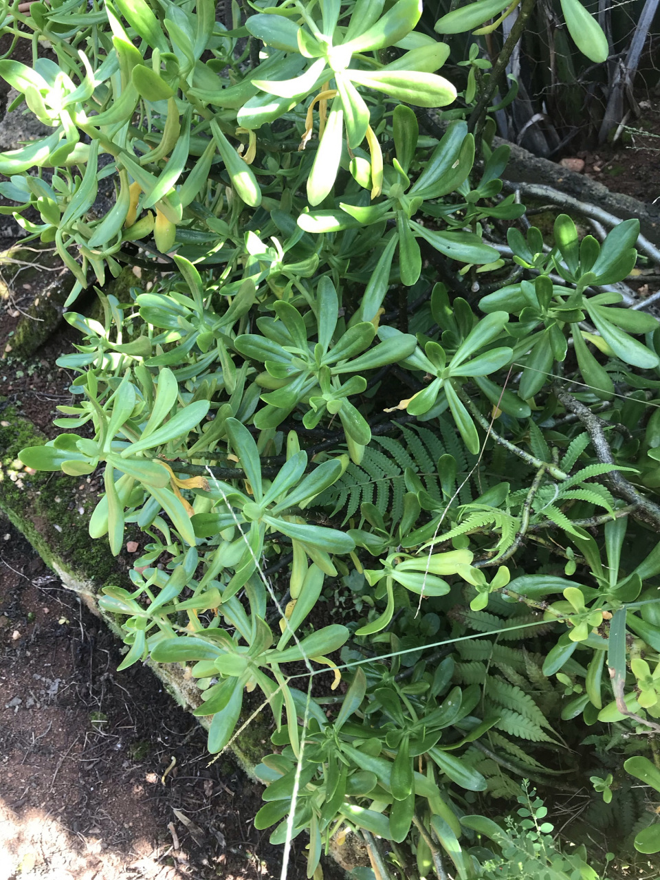 中医治疗过敏性紫癜(阴虚火旺型)药膳方——仙鹤草水鱼汤【仅供参考】