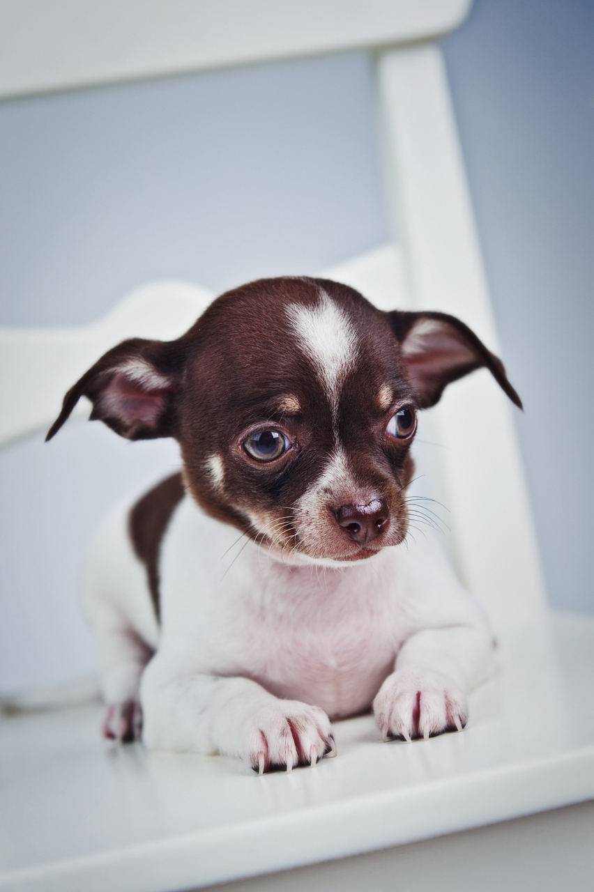 虽然关于吉娃娃的来源存在许多争议,但是我们知道它们可能是由多种