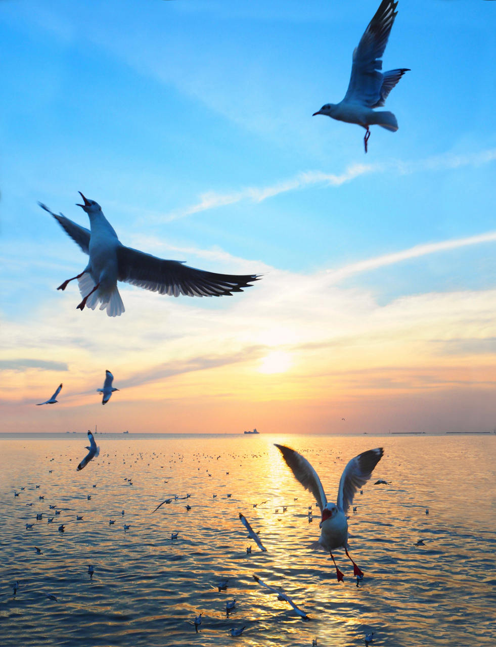 飞鸟与鱼不同路 从此山水不相逢  飞鸟振翅高飞,俯瞰大地 鱼儿潜游