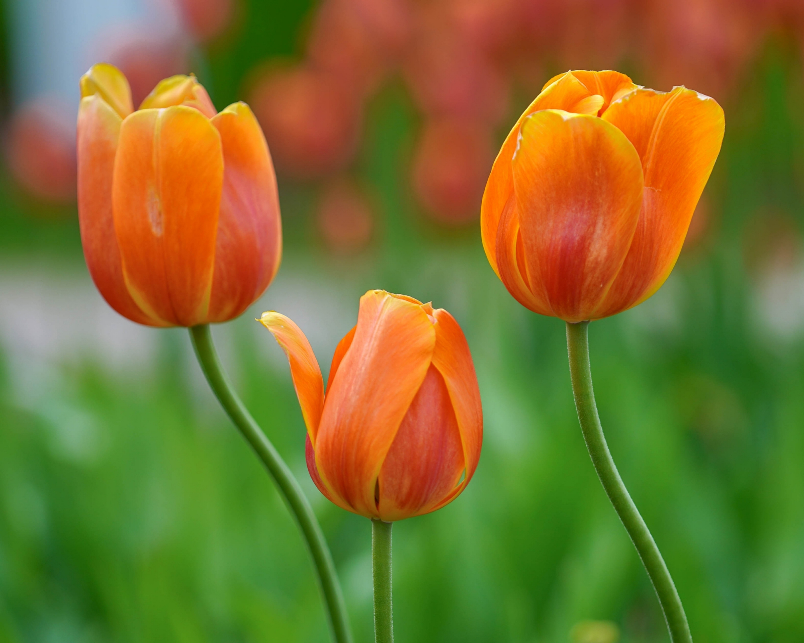 郁金香,是一种非常美丽的花卉,由于花朵(尤其花瓣)近似荷花,又原产于