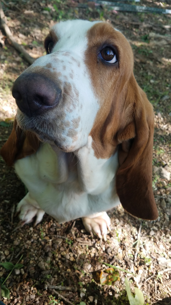 巴吉度猎犬非常聪明,易于训练,通常被用作猎犬或家庭宠物.