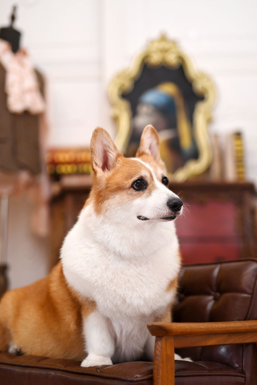 柯基犬——英国威尔士的小天使,陪你度过快乐时光!