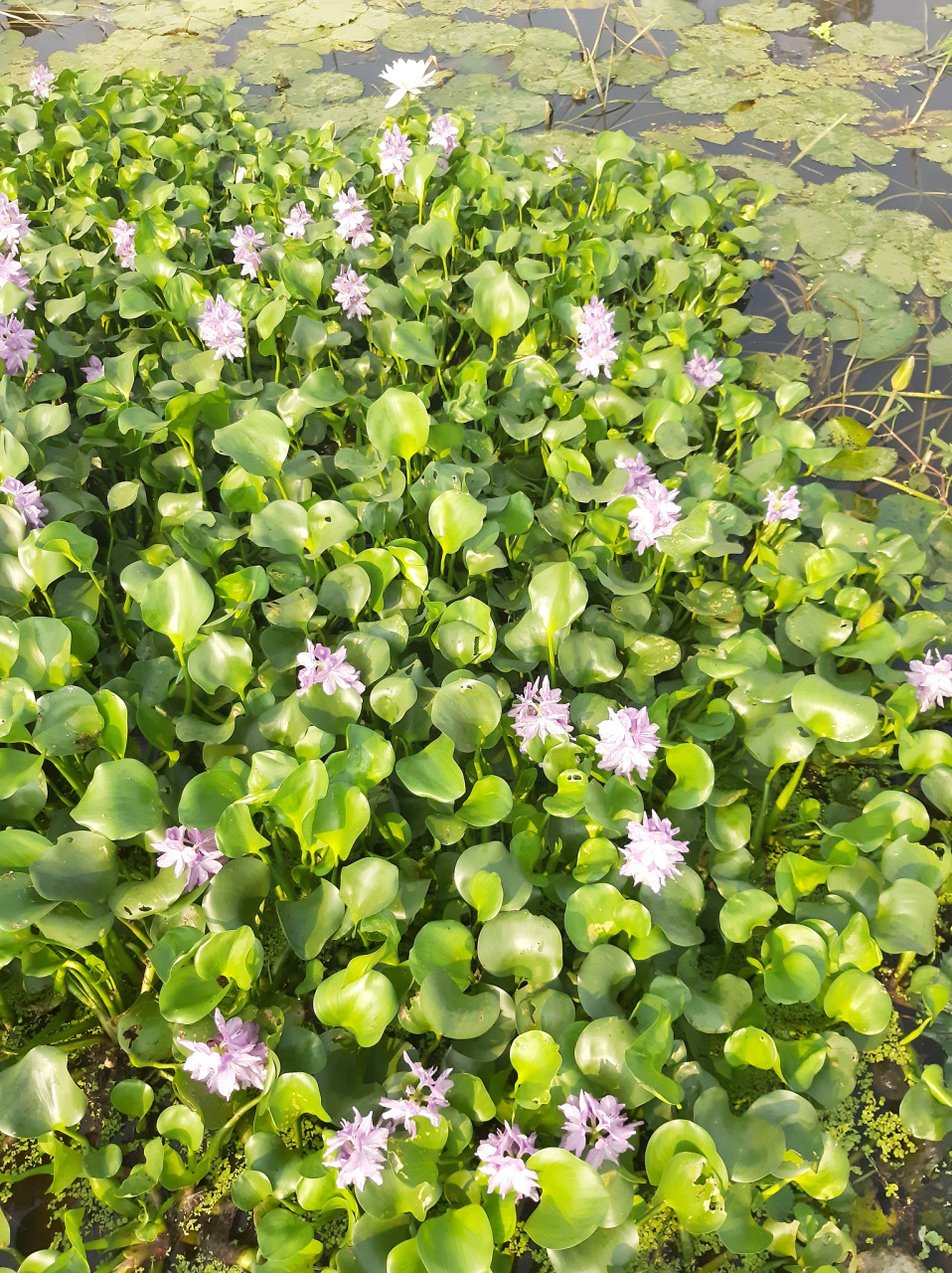 水葫芦开花 寓意图片