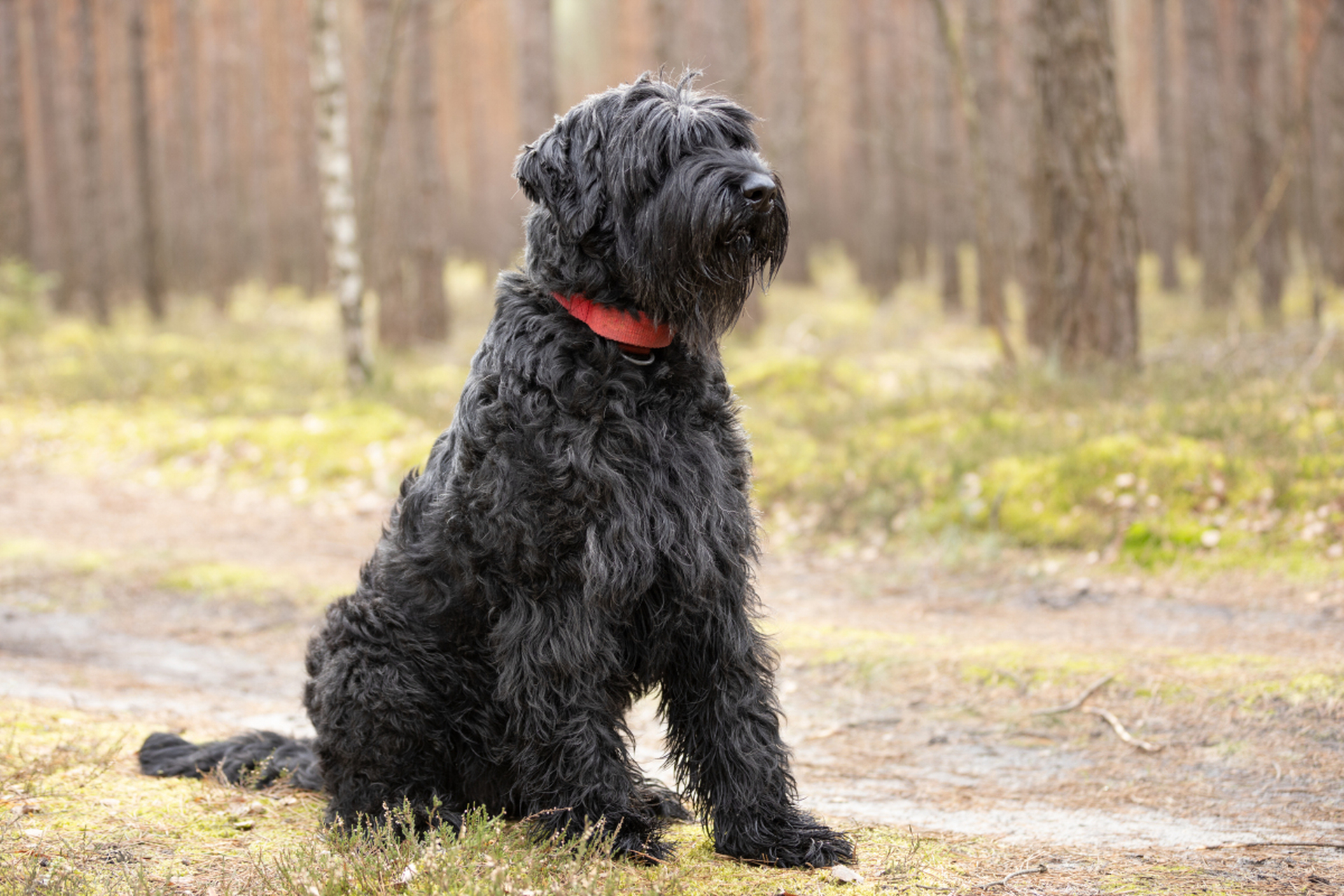 巨型雪纳瑞,不仅是忠诚的家庭守护者92还是聪明的工作犬!
