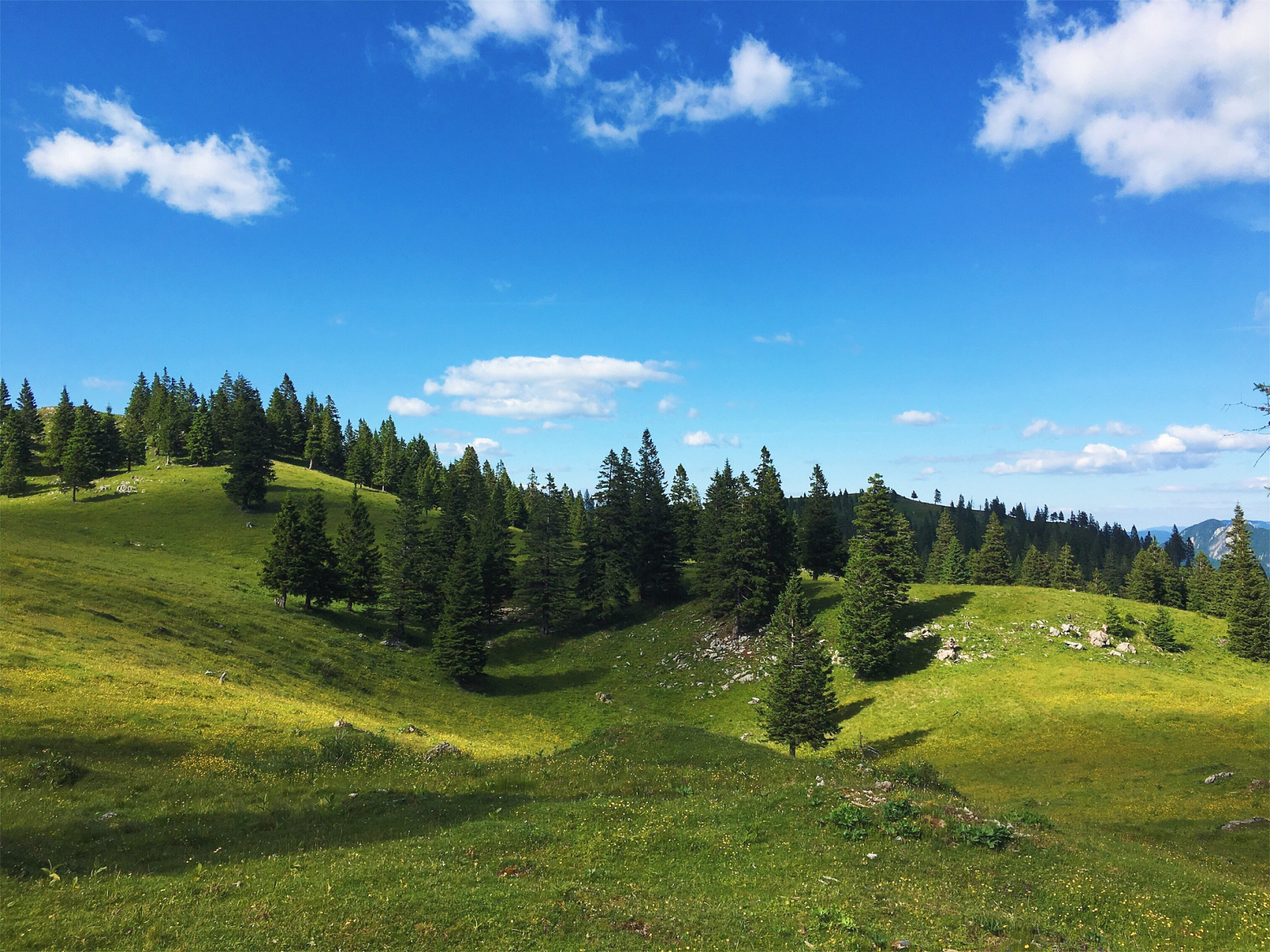奇遇那拉提#那拉提森林公园是新疆的一个自然景区,位于塔城地区.