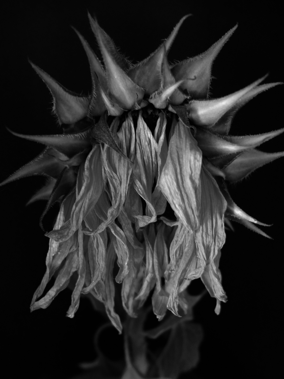 黑色曼陀罗,以其独特的花语,向世人传递着一种深邃而复杂的情感.