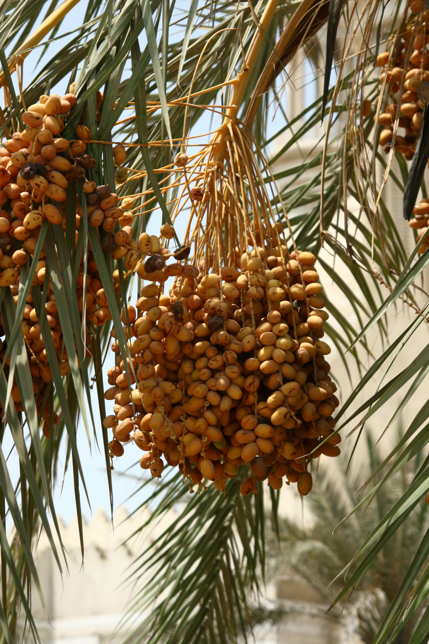沙特椰枣,又称红枣,是一种优质的干果,在沙特阿拉伯被广泛种植和消费.
