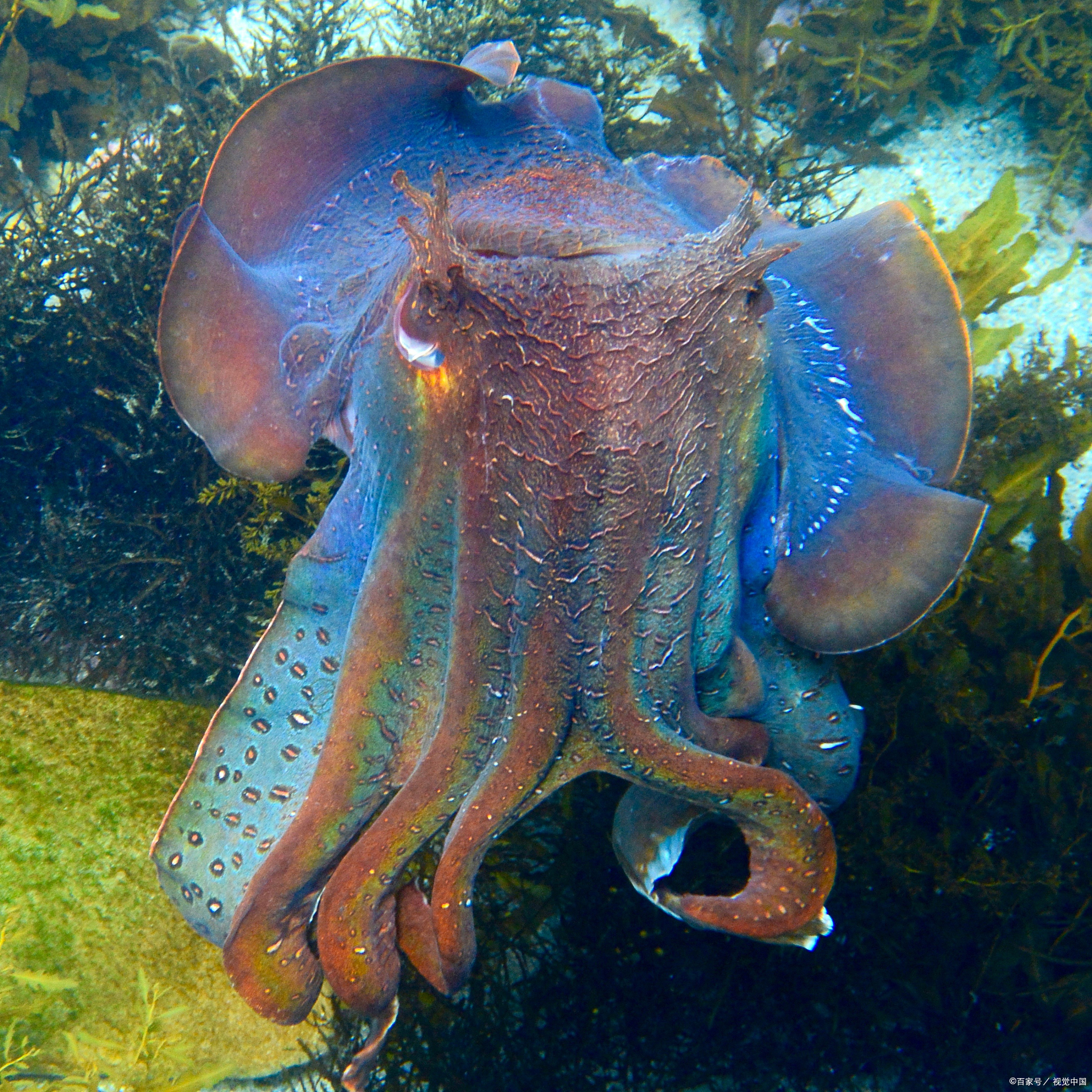 海底一万米的生物图片图片