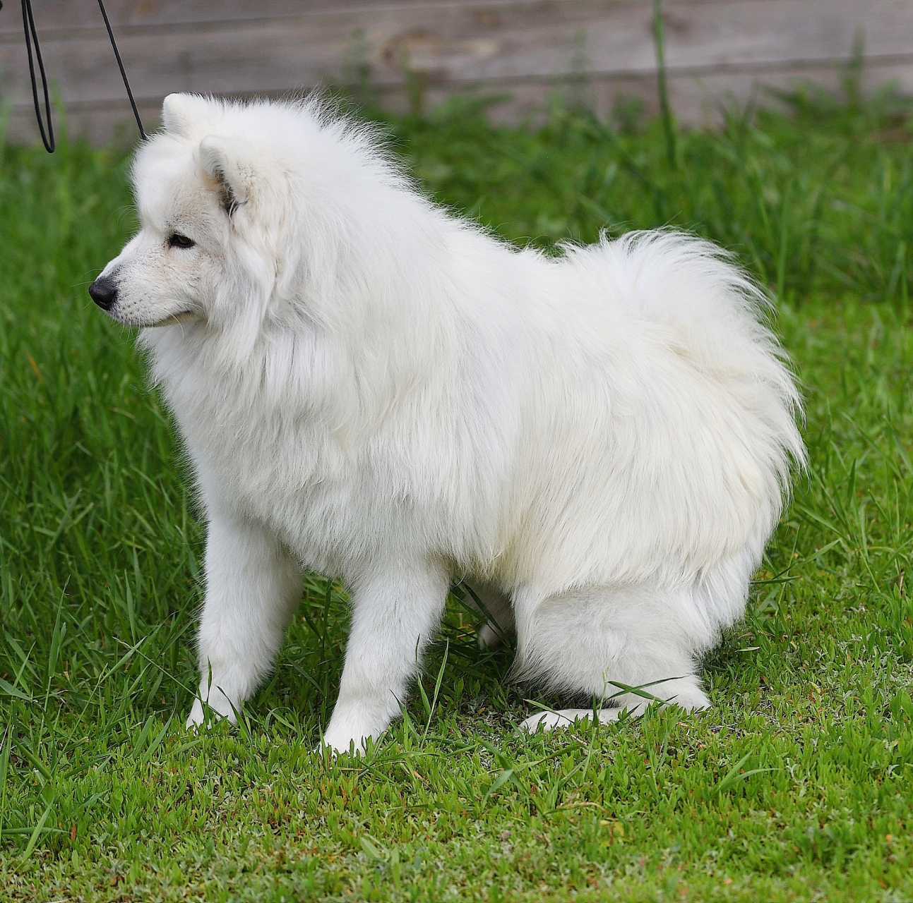 白色犬种类图片及名称图片