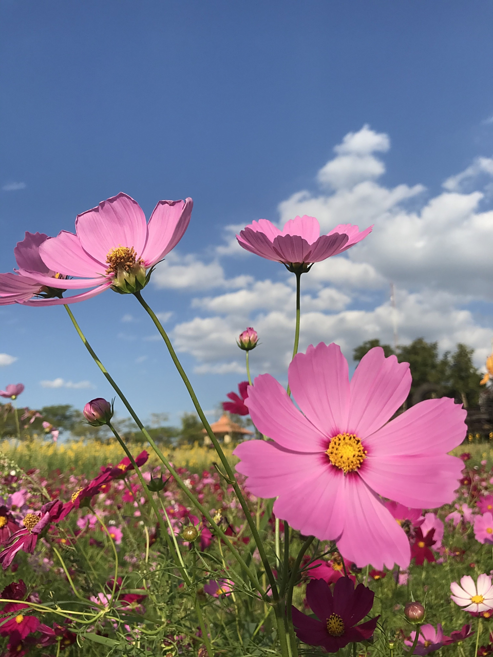 格桑花,是一种生长在高海拔地区的植物,常见于喜马拉雅山脉,青藏高原