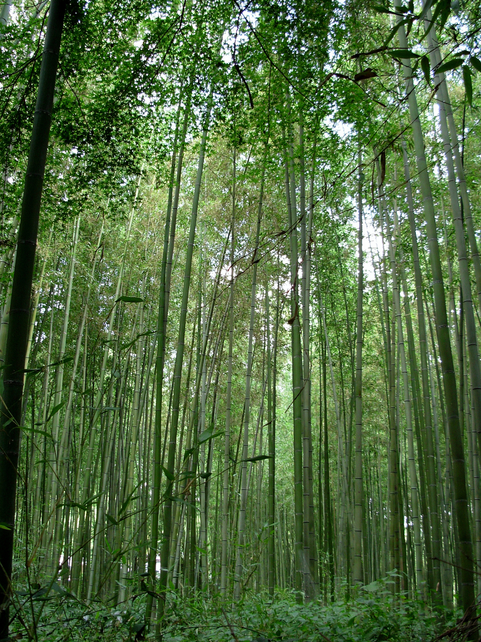 木坑竹海风景区图片图片