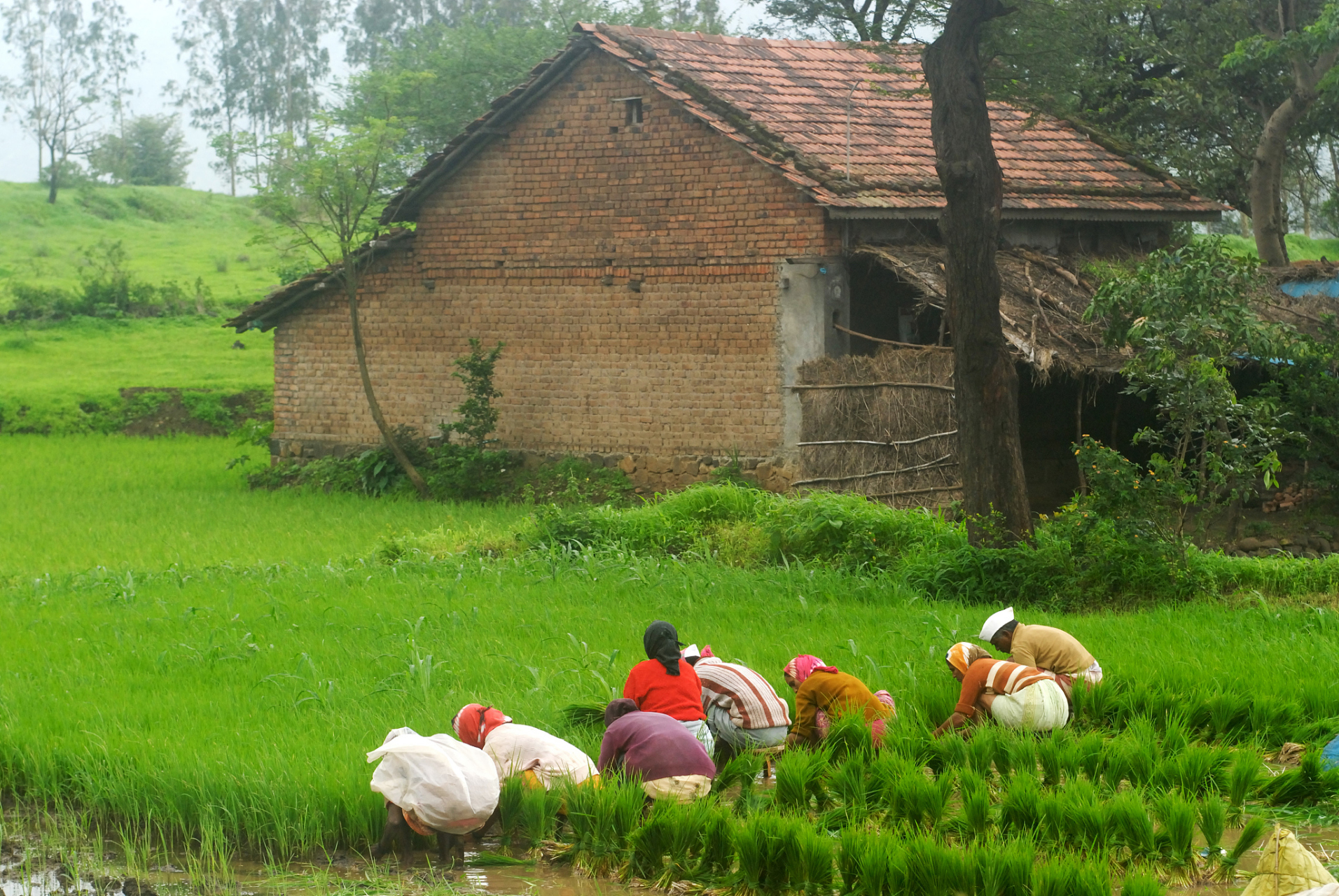 农村生活的快乐 说起农村生活,你们有没有想过早上被鸟叫声叫醒,一