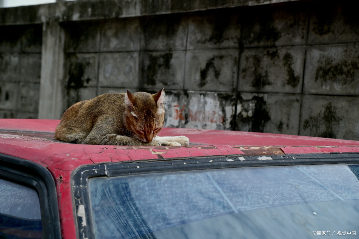 冬季流浪猫生存艰难,好心人可以做这几件小事,帮它们度过寒冬