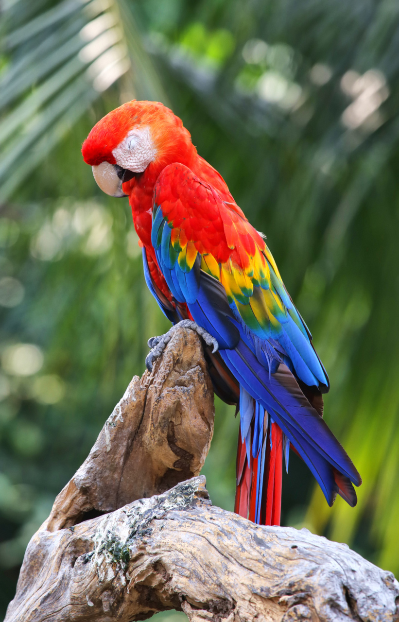 [原文:如何判断母鹦鹉体内有蛋了