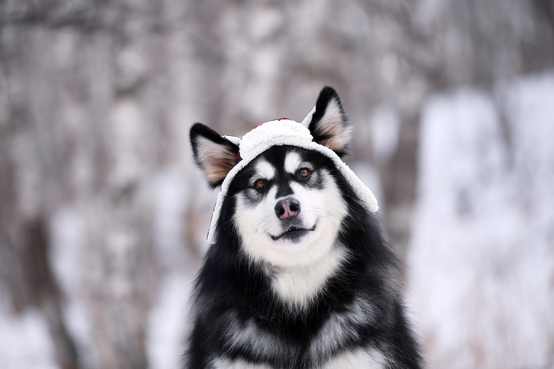 哈士奇犬和阿拉斯加犬虽然相似,但有很多不同之处.