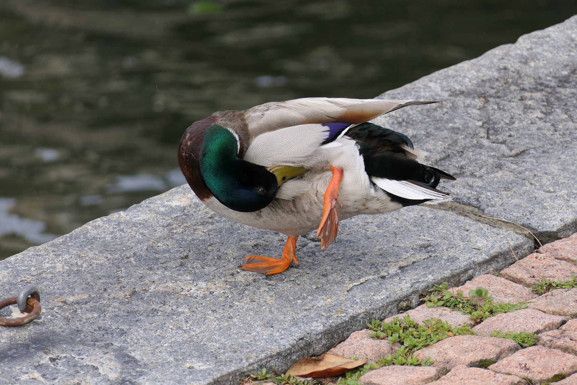 脚蹼:鸭子的脚有脚蹼,呈橙黄色或粉红色,面积较大且有一定厚度