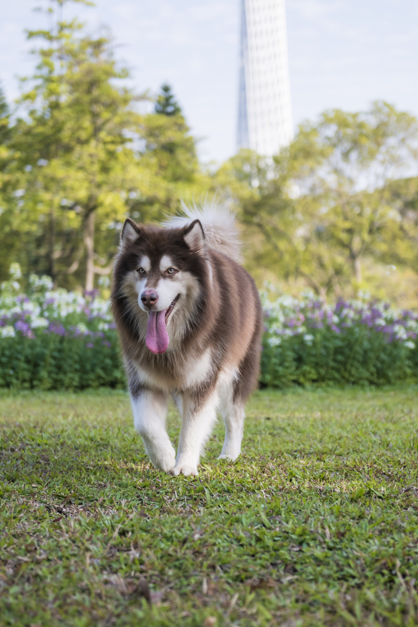 阿拉斯加犬真实图片