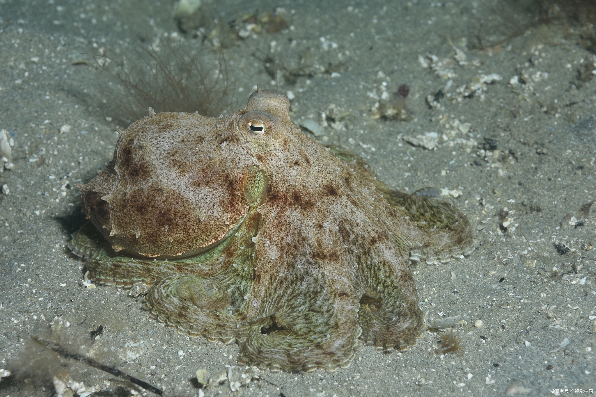 海底冬眠的动物有哪些?