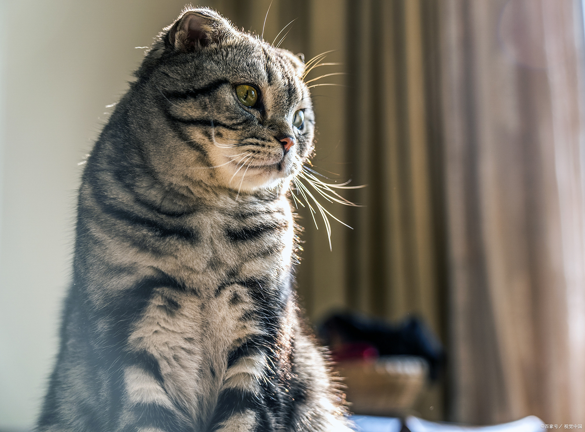 猫晚上发出恐怖的叫声