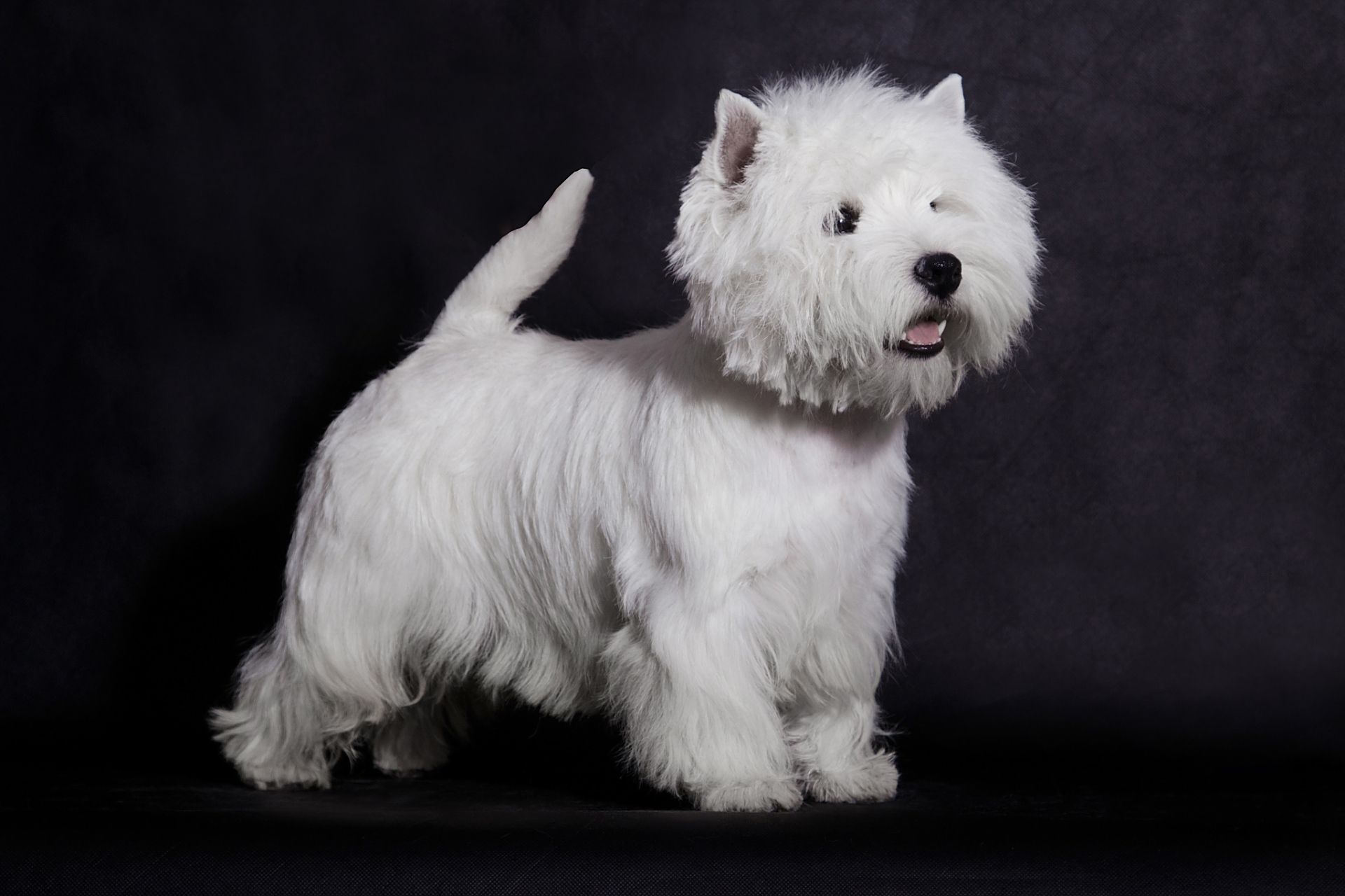 西高地白梗(west highland white terrier),简称"西高",是一种小型犬