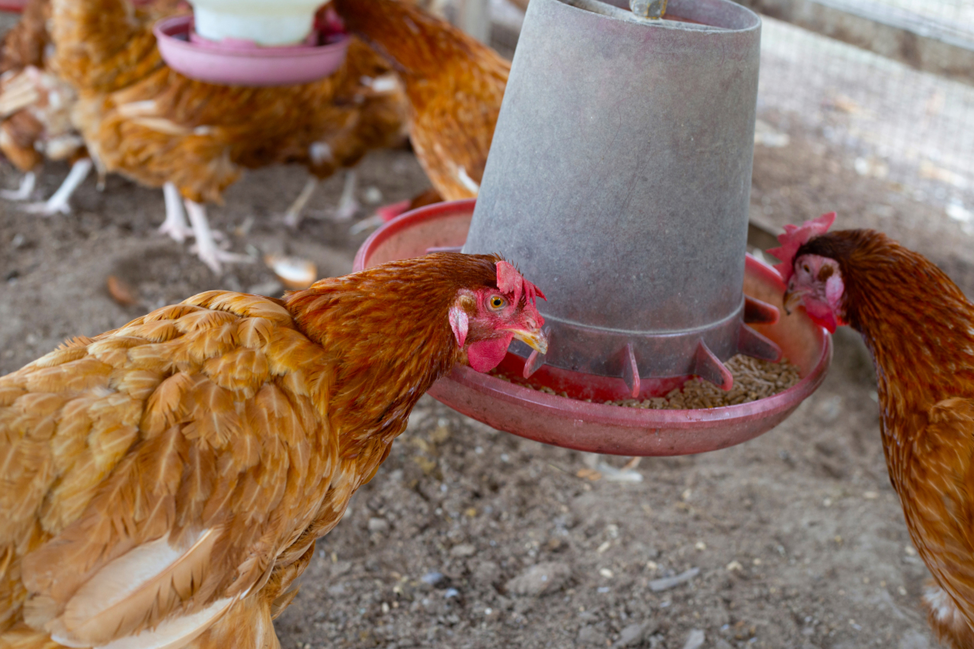 武定鸡,云南省楚雄彝族自治州武定县特产,包括武定土鸡(乌骨鸡,白肉
